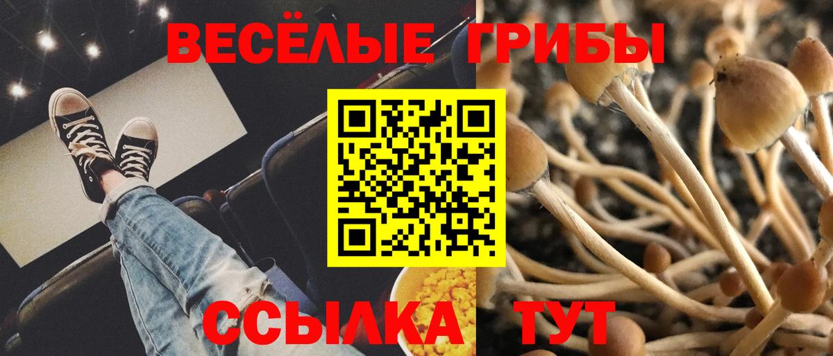 Коряжма  Галлюциногенные грибы Psilocybe  Вход с VPN 